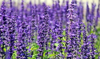 lavender-flowers